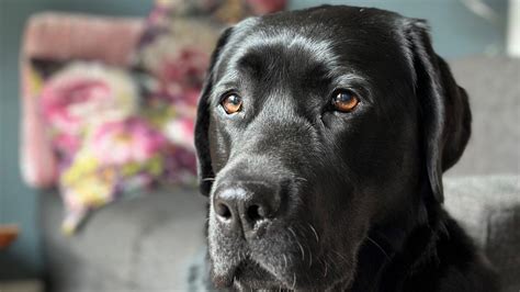 Hond Charlie sterft akelige dood na eten van afvalresten: xylitol .